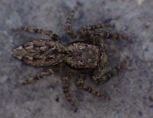 Marpissa muscosa